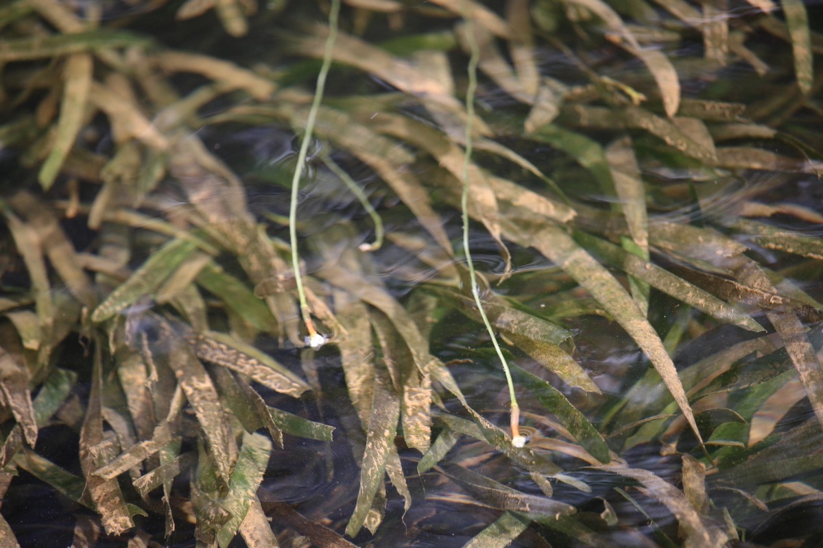 Vallisneria